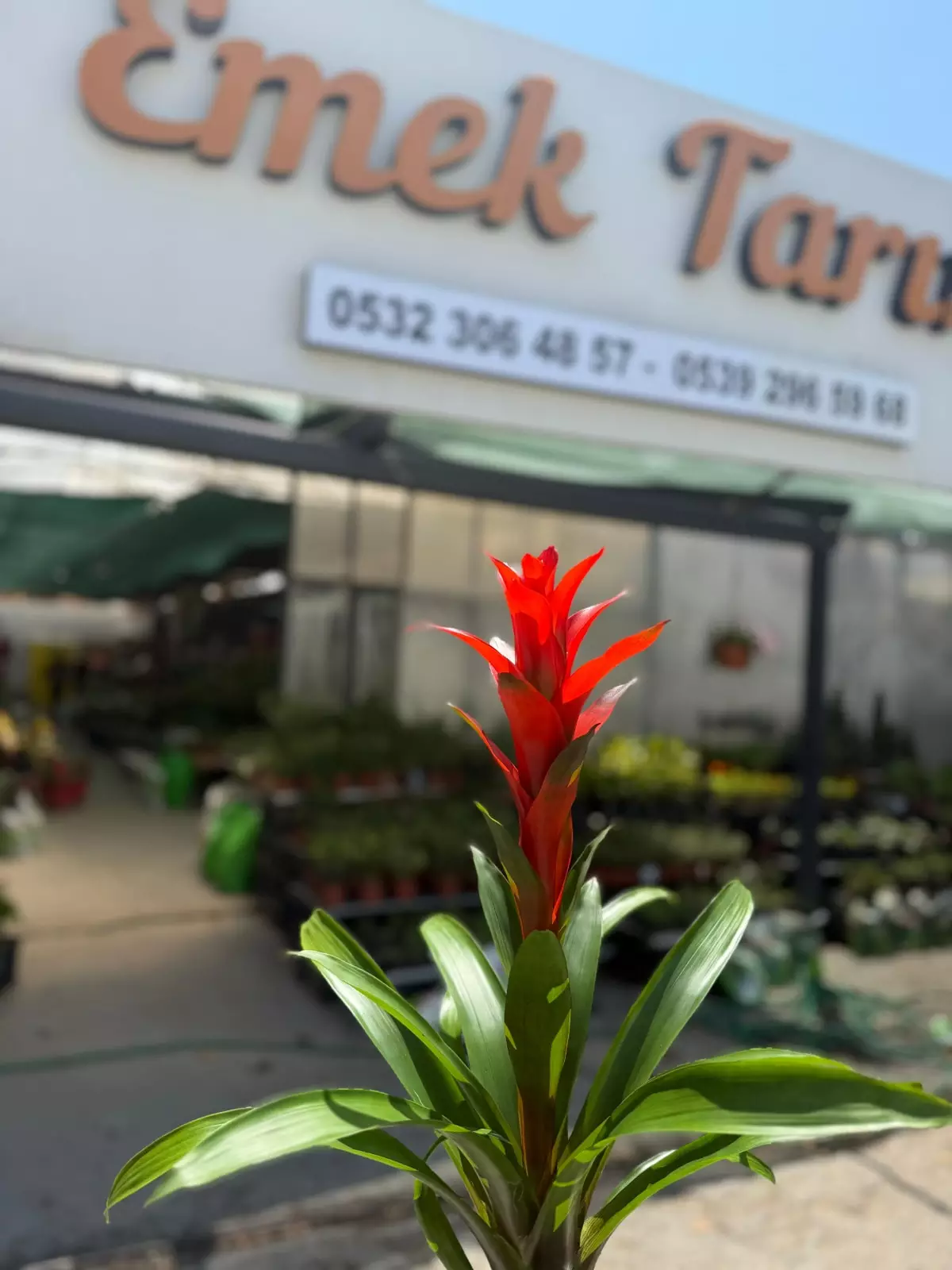 guzmania