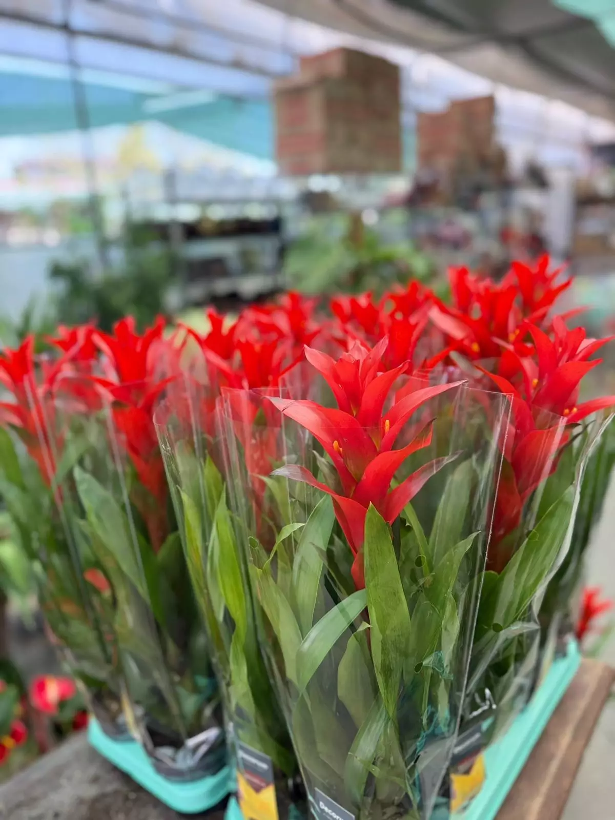 saksı guzmania