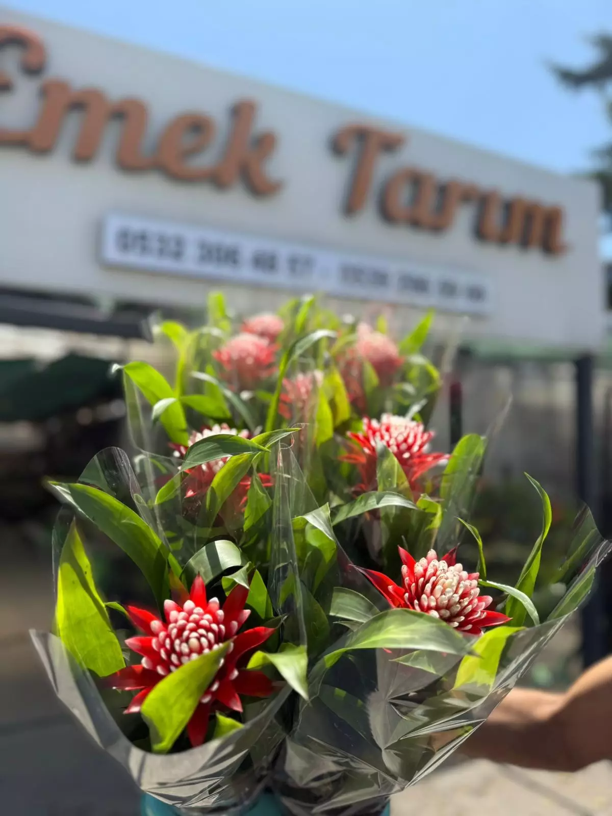 toptan guzmania