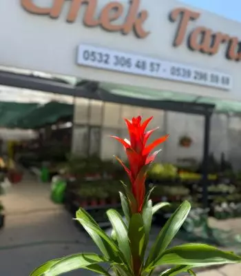 guzmania